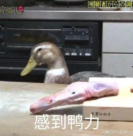 娱乐吃瓜酱冲鸭