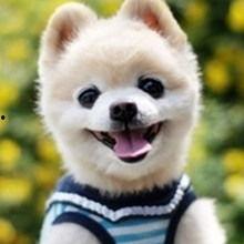 娱乐吃瓜菌宠物小说,吃瓜菌的奇幻冒险之旅