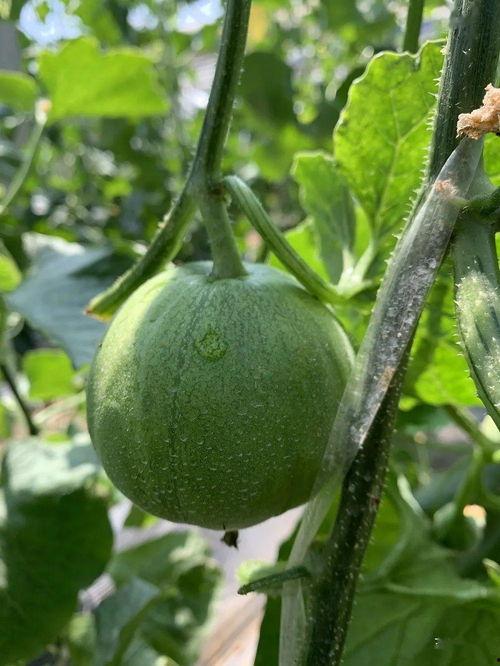 喜欢吃瓜娱乐圈做什么